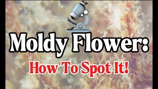 What Moldy Weed Looks Like: How To Spot Mold & What To Do