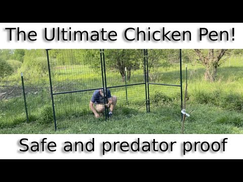 Chicken Coop and a Bit of Poop! Best Chicken Coop and Pen!