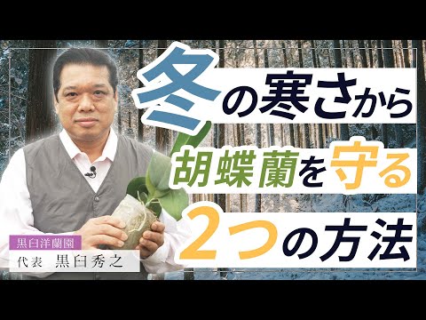 冬に蘭の世話をする