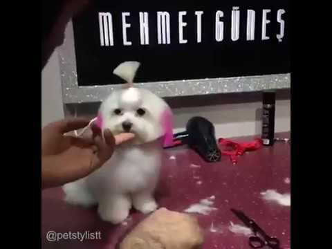 Ha ha ha || Dogs hair style || dogs hair coloring cutting