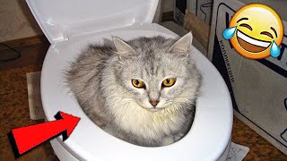 СМЕШНЫЕ ЖИВОТНЫЕ 2020 / ПРИКОЛЫ КОТЫ СОБАКИ, ЛУЧШИЕ ПРИКОЛЫ с Кошками и Собаками Funny Cats