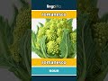romanesco - romanesco video thumbnail