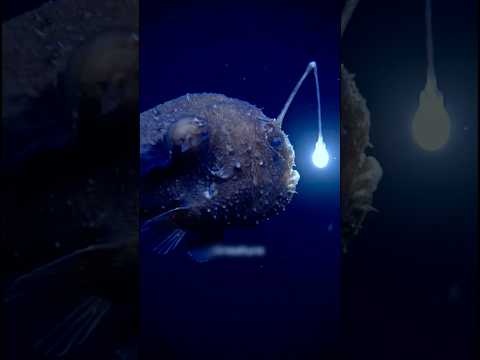 Najbardziej lojalny partner świata u zwierząt