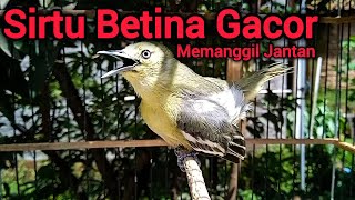 Download lagu SIRTU BETINA GACOR BIRAHI MEMANGGIL JANTAN - BIKIN SIRTU GACOR NYAUT SEMUA mp3