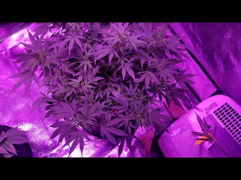 download lagu mp3 mp4 Green Crack Cookies, download lagu Green Crack Cookies gratis, unduh video klip Green Crack Cookies