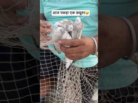 I caught a pigeon today 🤣 #youtubeshorts #pigeon #kabutar #shortvideos #viralvideos