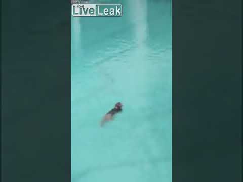 Liveleak com   Monkeys invade a closed hotel in Pattaya due to coronavirus