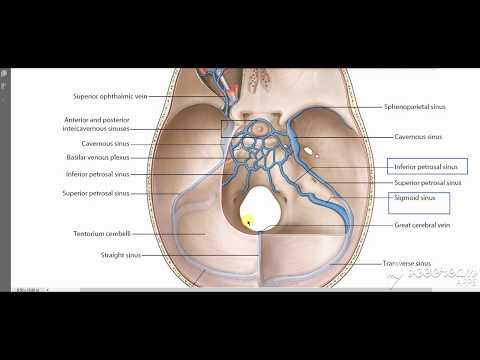 Internal Jugular Vein 1