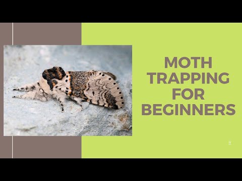 Moth trapping for beginners including basic moth identification tips