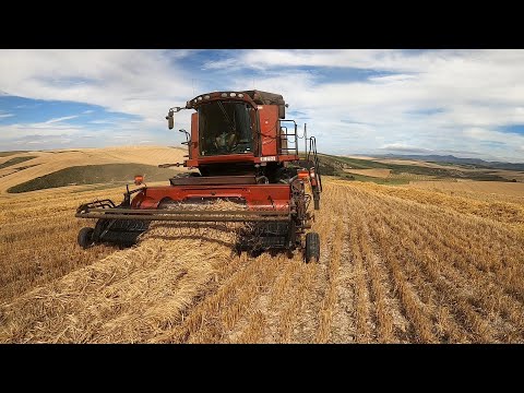 Week 2 Harvesting Canola And Barley.