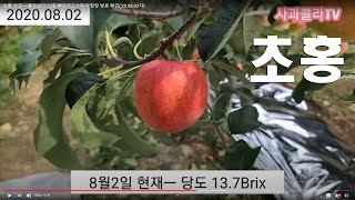 초홍 사과 ㅡ홍로보다 15일 빠르다고 ? 즉시 현장 방문 확인('20.08.02자)