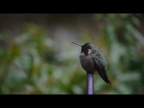 Anna's hummingbird keeping warm