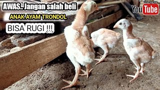 Download lagu Anak ayam trondol mp3