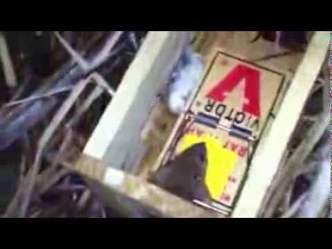 Weasel Trapping New York