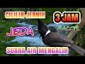Masteran Burung Cililin Gacor Jeda Jernih Durasi Panjang 3 Jam Dan Suara Gemericik Air Mengalir