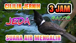 Download lagu Masteran Burung Cililin Gacor Jeda Jernih durasi panjang 3 jam dan suara gemericik air mengalir mp3