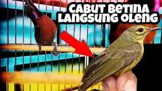 Download lagu DURASI PENDEK cocok buat memancing konin biar CEPET GACOR mp3