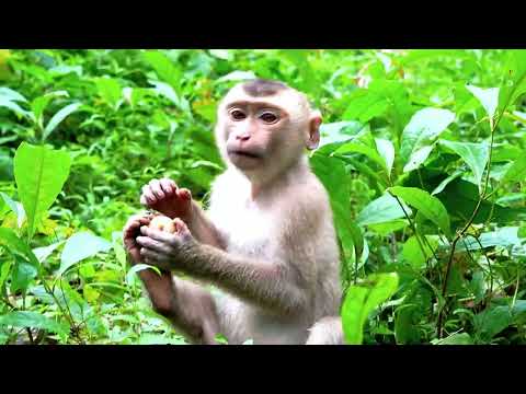 Rojo peck much rose apple alone in the bush peacefully, he glance around him, worry someone grab