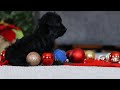 Yorkiepoo dogs for sale: Anson - Video 1