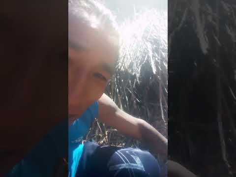 Holaaaaa A Todo El Mundo 🌍 Un Vídeo Mega Dibertidooo 😜😇 🇧🇴Bolivia Potosí Pocoata🎸