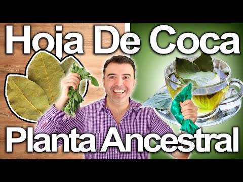 HOJA DE COCA CURA TODO LA PUDE MASTICAR - Planta Milenaria, Beneficios y Riesgos