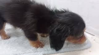 カニンヘンダックスフンドの動画01