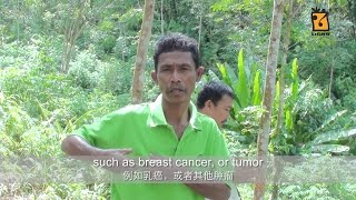 Aborigines Telling Tiger Milk Mushroom.