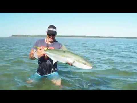 New Zealand Kingfish on Fly! Part 3