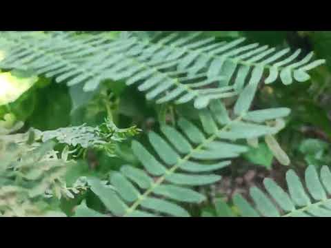 REview of uncomon tree in my father garden  || cikon pata new tree vlog video