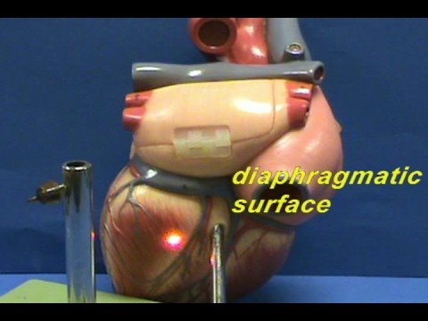 Heart Model II - Surface Anatomy