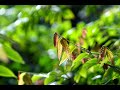 Vivaldi - Four Seasons - La primavera (Spring) - 1. Allegro - Felix Ayo · I Musici