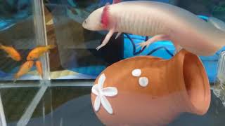 平瀬彪 撮影  ウパちゃんのミスバイト