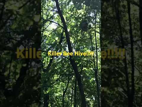 Biggest Bee Hive EVER!!!