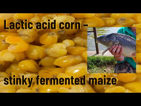 Lactic acid corn - stinky fermented maize - Next goal: 500 Subscribers!