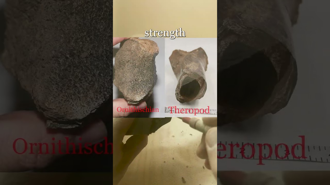 Large Theropod Fragment, FULL PREP!