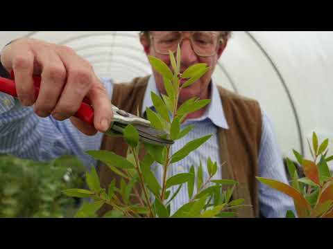 Pruning Callistemon Part II