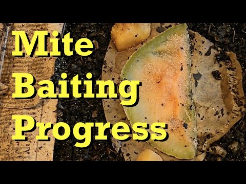 Mites issue mostly resolved in one of the ANC worm bins - vermicomposting