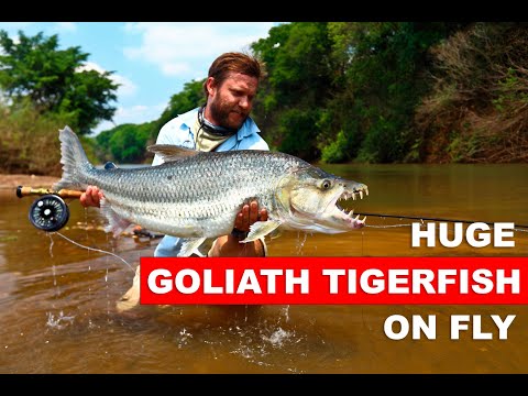 Expedition to the Congo to fish for a Goliath Tigerfish on fly.