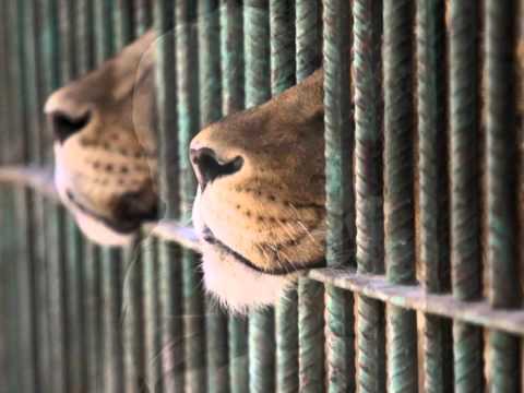 The Beloved- Dream on