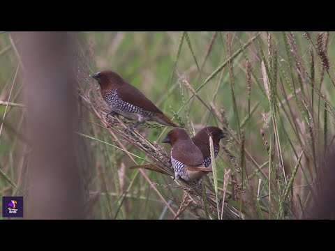 Scaly-breasted Munia Birds in Their Natural Habitat | Beautiful Birdwatching | spice finch