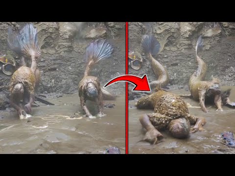 No One Believed They Existed Until They Were Filmed- Strangest Encounters Ever Caught On Camera!