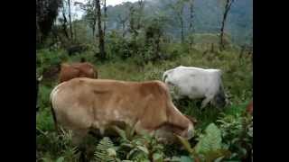 preview picture of video 'GANADO BRAHMAN EN EL CHACO NAPO ECUADOR'