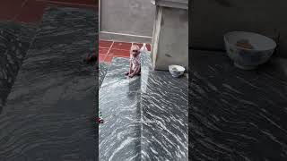 O Macaquinho Ficou com Ciúmes do Novato 🐵❤️