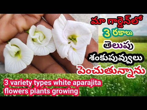white aparajita flowers 3 variety types growing తెలుపు శంకుపువ్వులు 3 రకాలు ఉన్నాయ్ మా garden లో