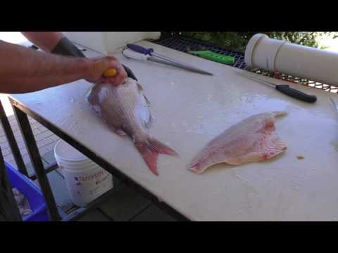 How to Fillet a Pink Snapper