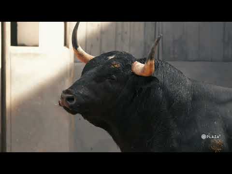 Desembarque de los toros de Valdellán para el Domingo de Ramos