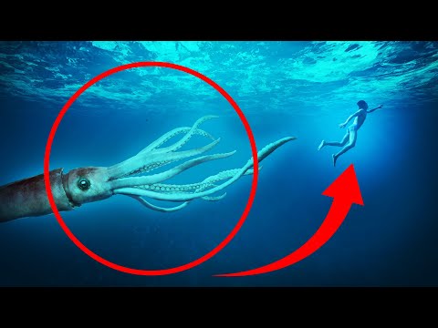 8 Giant Squid Encounters You Really Shouldn't Watch