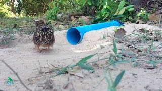Как поймать перепелку без ружья