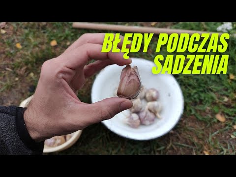 6 Mistakes When Planting Garlic