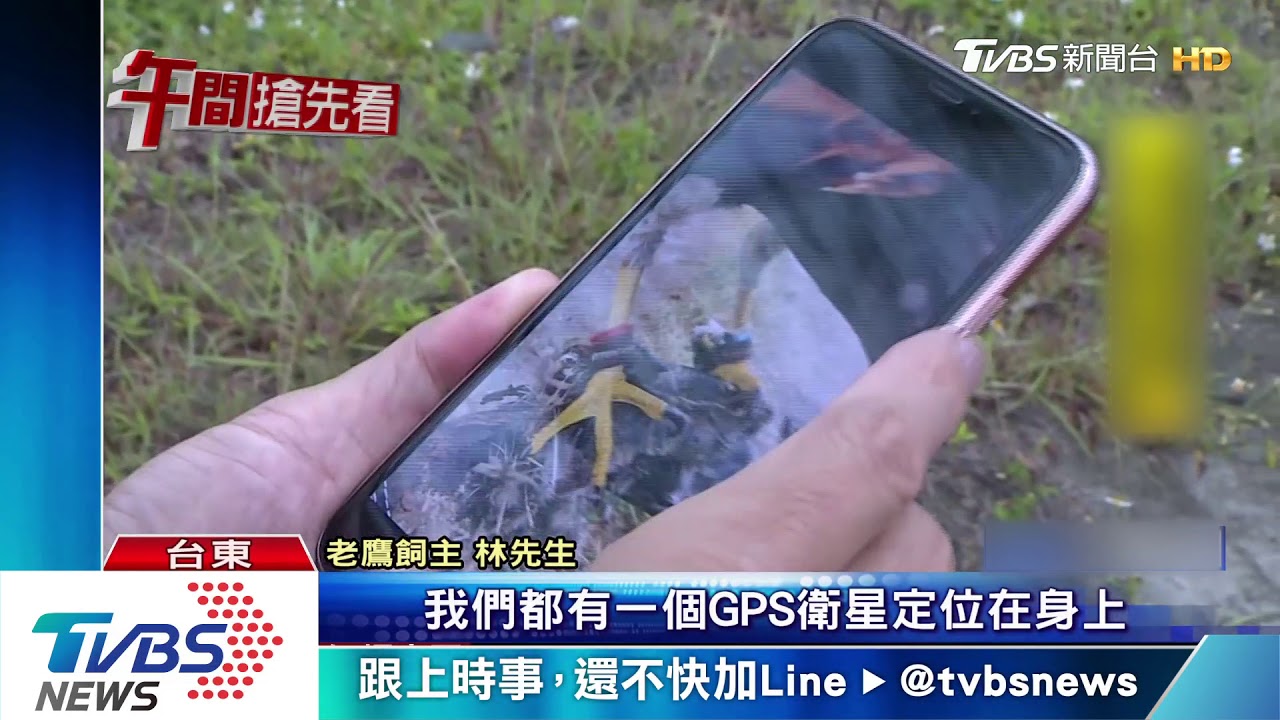 老鷹放飛瞬間失蹤! 疑寵物遭擄破壞定位器